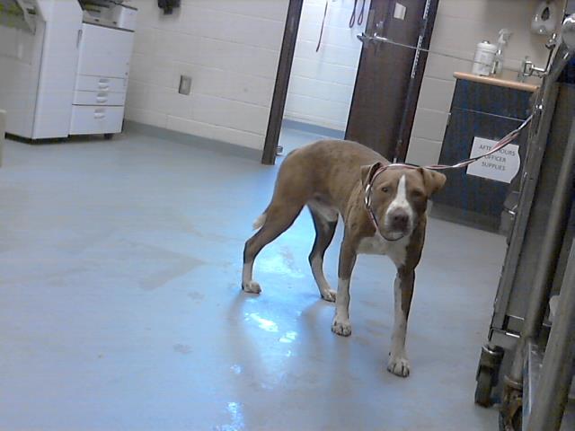 ID#A421517
