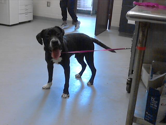 ID#A421772