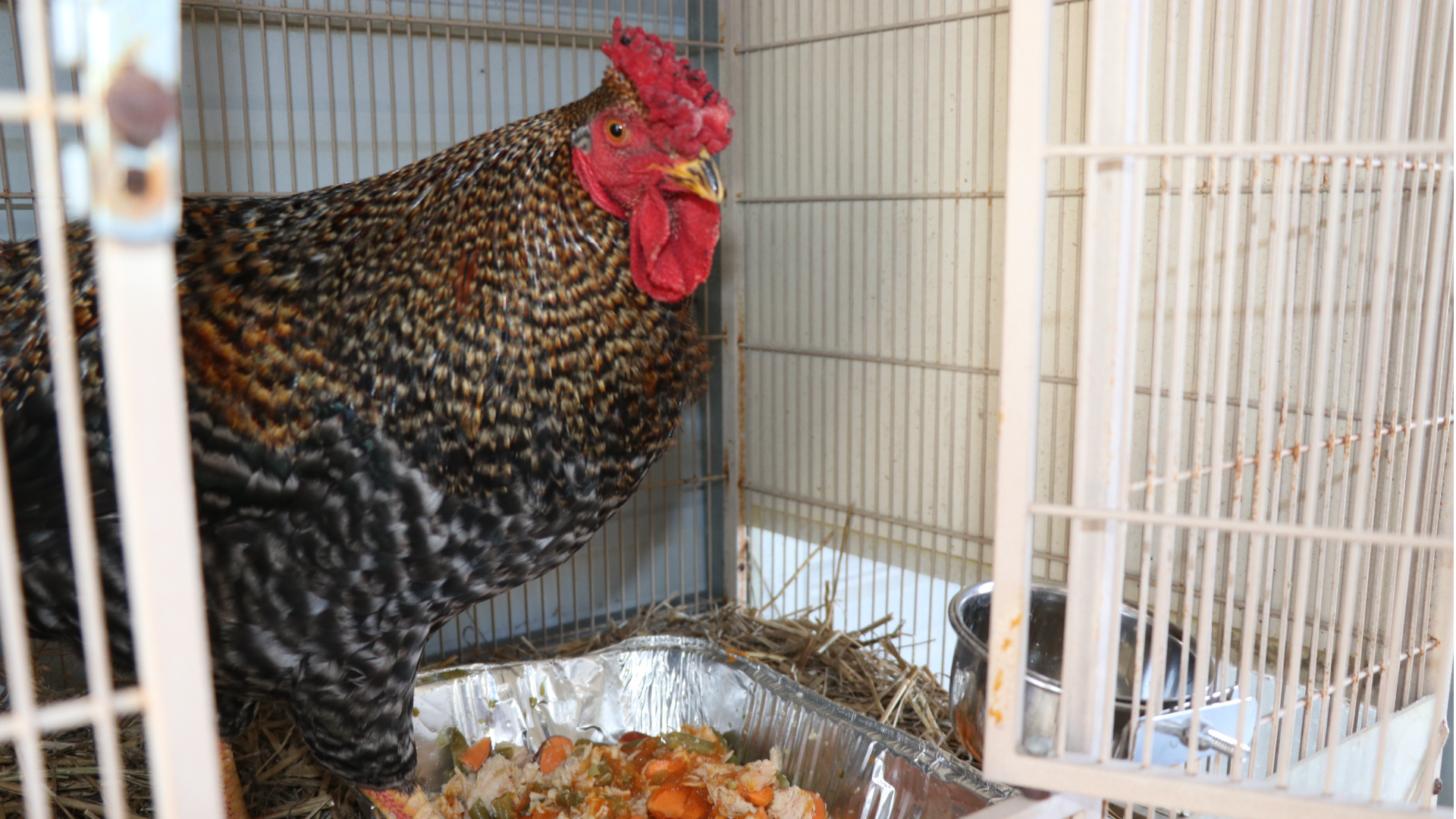 A rooster enjoying thanksgiving meal