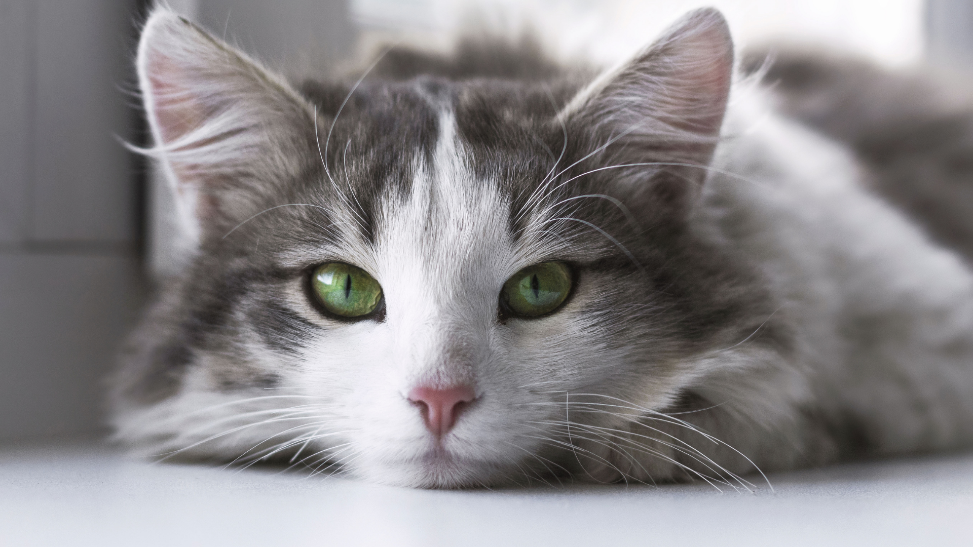 close up of cat face