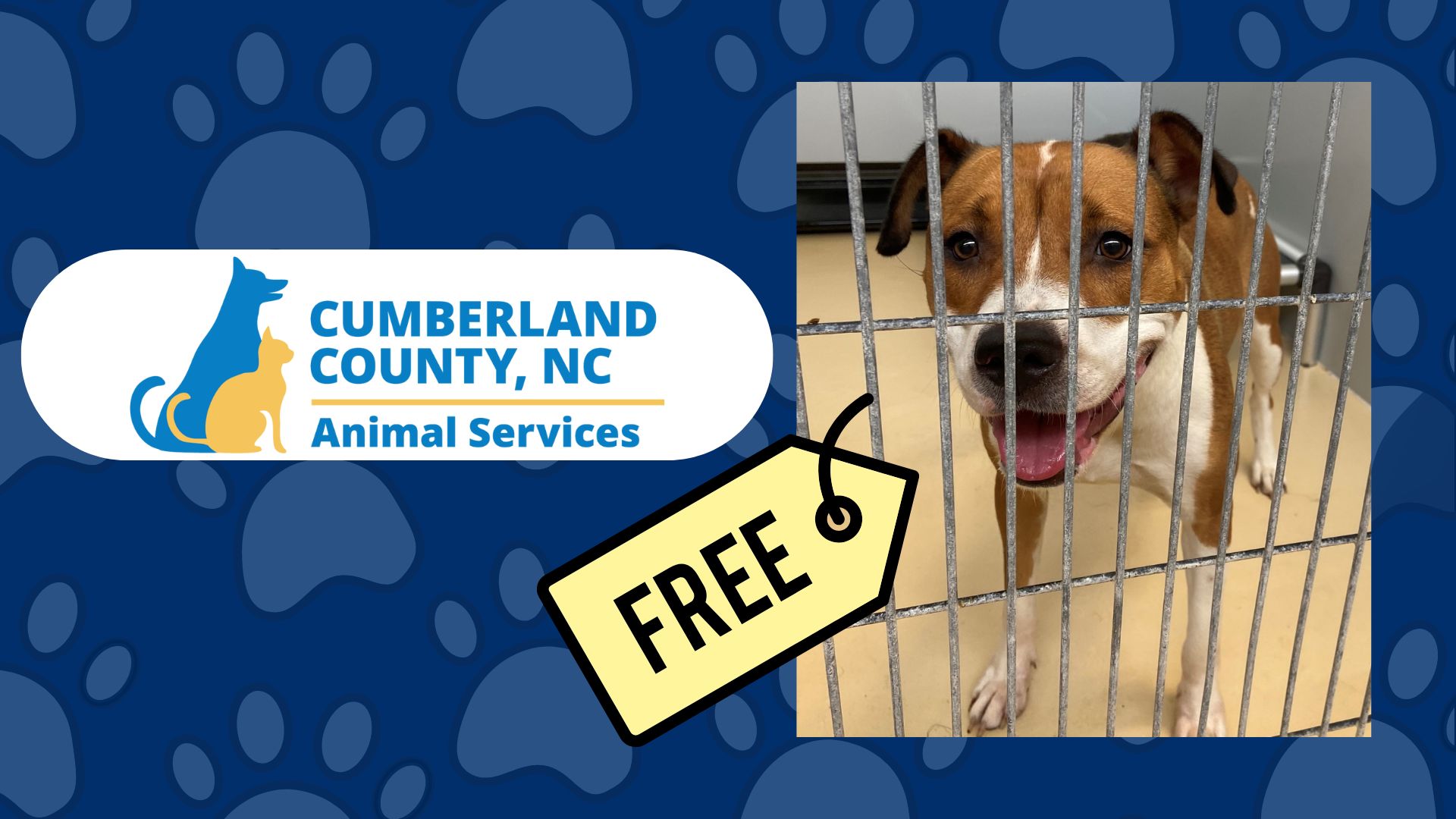 Animal Services Animal Services