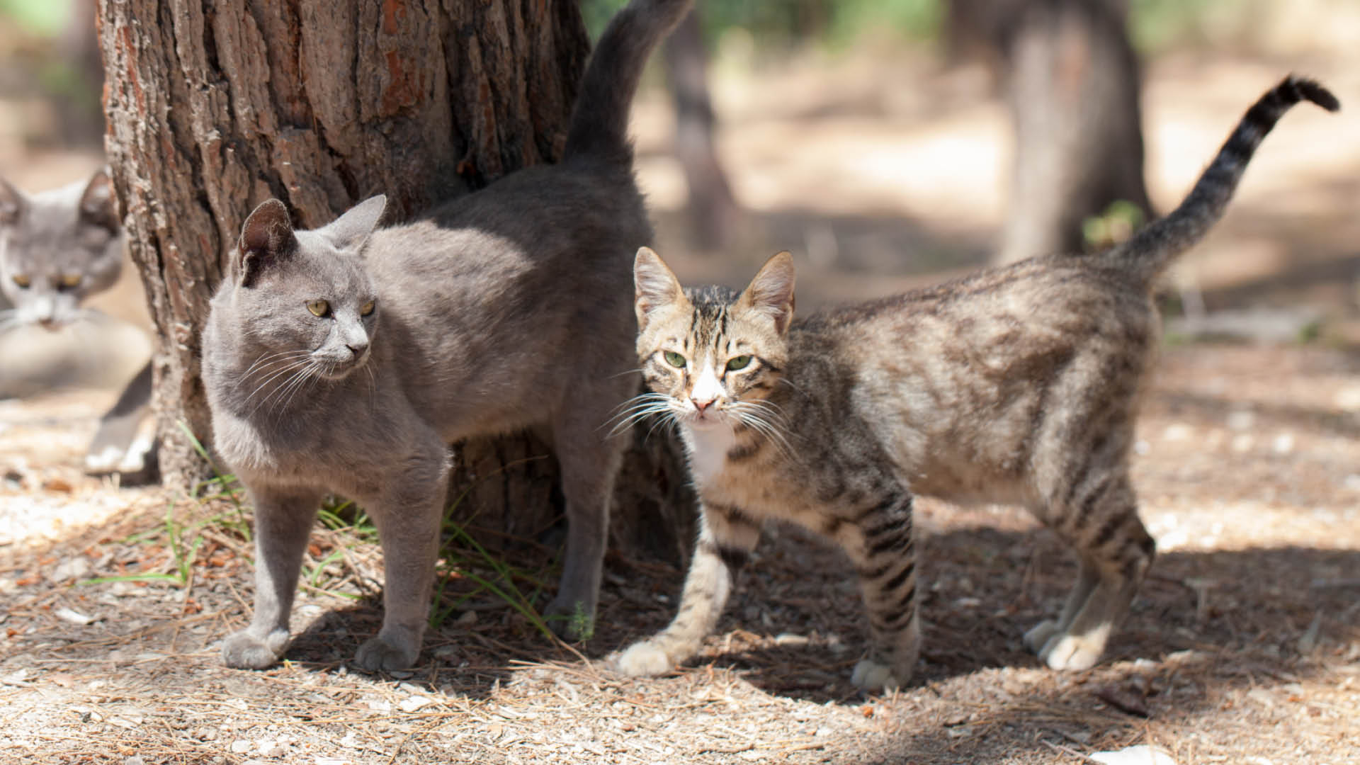 Community Cats