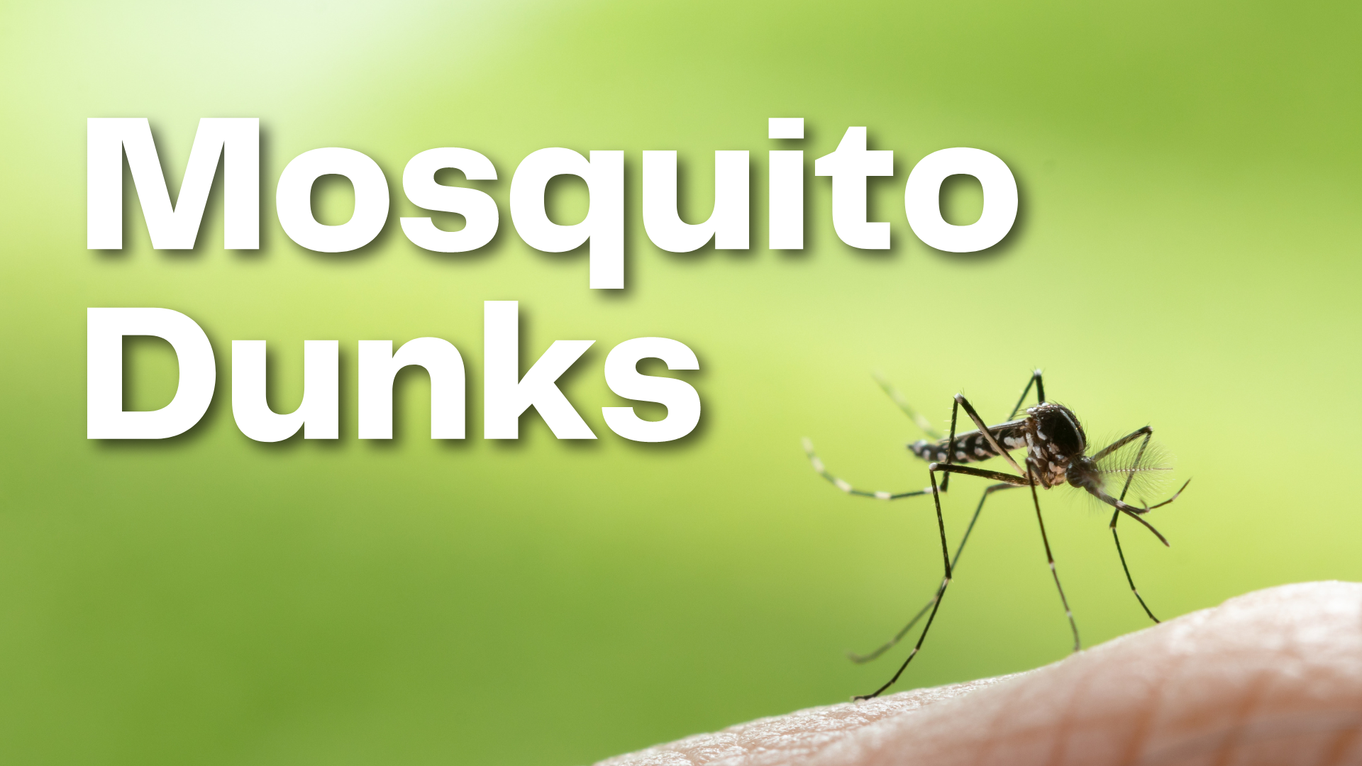 Mosquito Dunks