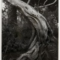 Cedar, Bald Head Island by Dr. David E. Drake